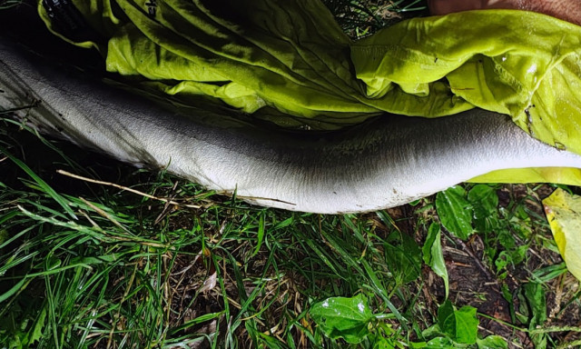 Ritka fog&aacute;s akadt horogra a Saj&oacute;n: k&iacute;gy&oacute;halat fogtak Kazincbarcik&aacute;n&aacute;l