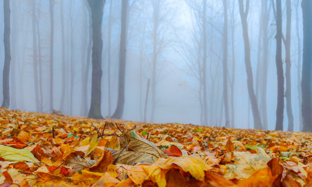 K&ouml;d&ouml;s, esős, igazi novemberi h&eacute;tv&eacute;ge v&aacute;r r&aacute;nk