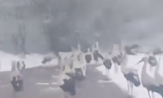 Nagy bajban vannak a m&eacute;g vonul&oacute; g&oacute;ly&aacute;k - Bulg&aacute;ri&aacute;ban dideregnek szeg&eacute;nyek - VIDE&Oacute;